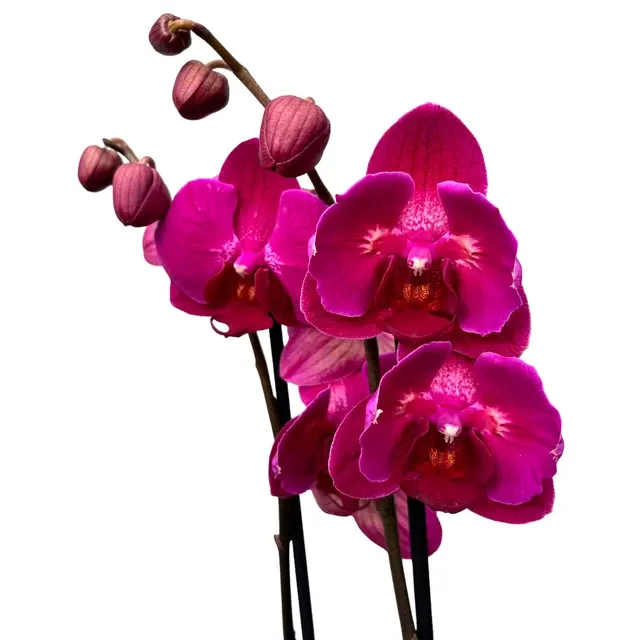 Phalaenopsis Anthura Stellenbosch Peloric Butterfly