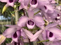 Den. Nestor coerulea x sib ('#4' x '#5') (DH204) (Hybrid)