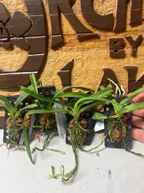 Vanda ampullacea 'aurantiaca' (Vanda)