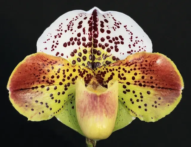 Paphiopedilum x 'Defiance' (Paphiopedilum)