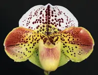Paphiopedilum (Woodruff x Kinzua) 'Defiance' x Space Shuttle 'Powerhouse'