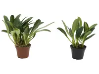 Masdevallia aenigma (Big)