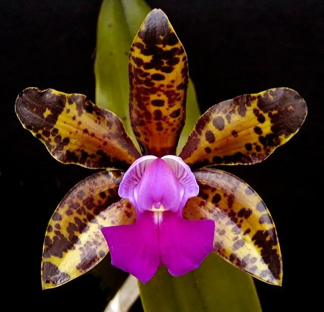 Cattleya Cella Bella ‘Marcella’