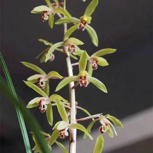 Cymbidium faberi 'Chang Shou Mei'
