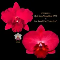 Cattleya Orchid Hybrid SVO11833 (Pot. Very Vermillion 'SVO' x Pot. Loud Nine 'Perfection')