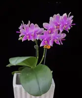 Phal. Formosa Sweet Memory — Blooming size