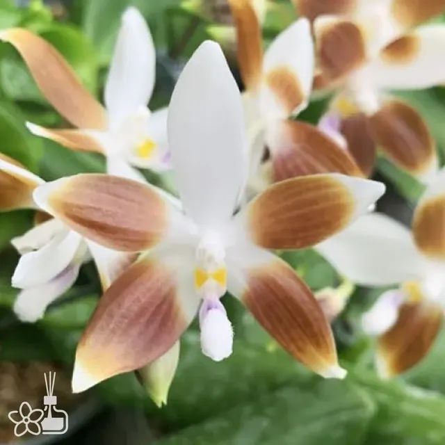 Phalaenopsis speciosa 'blue-coffee'