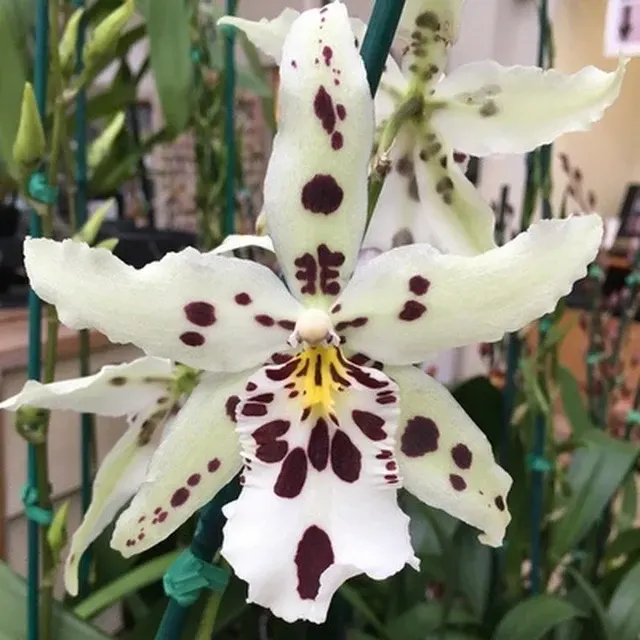 Beallara Snowblind IN SPIKE 'Sweet Spots'