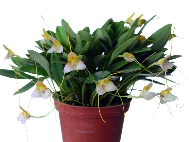 Masdevallia cylix (Masdevallia)