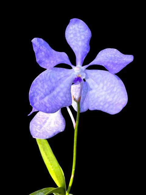 Vanda coerulea 'Blue' (Vanda)