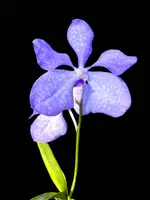 Vanda coerulea Blue