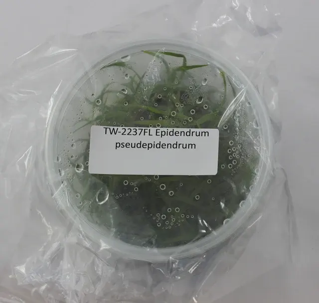 Epidendrum paniculatum (Epidendrum)