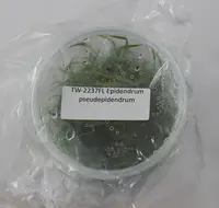 FLASK Epidendrum paniculatum