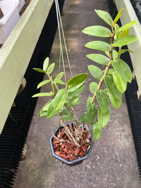 Dendrobium lowii