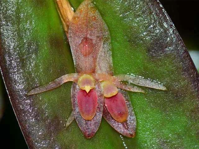 Pleurothallis complanata (Pleurothallis)
