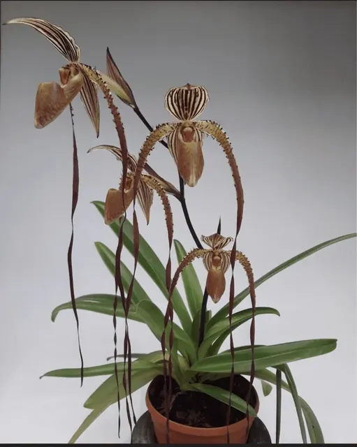 Paphiopedilum Bishop Francis Christian (Paphiopedilum)