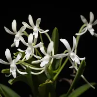 Orchid Miniature Vanda falcata Species Miniature Vanda Live Orchid