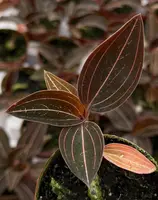 Jewel Orchid Plant | 3" Pot | Ludisia Discolor | Elegant Foliage with Metallic Veins | Terrestrial Orchid for Home Decor