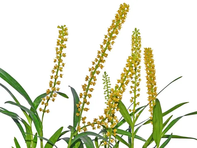 Epidendrum macrum (Epidendrum)