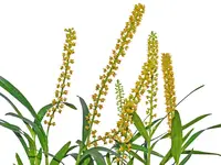 Epidendrum macrum