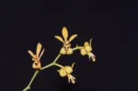 Oeoniella polystachys