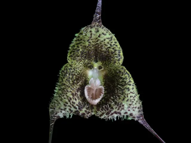 Dracula minax (Dracula)