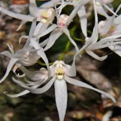 Dockrillia linguiformis sp (Dockrillia)