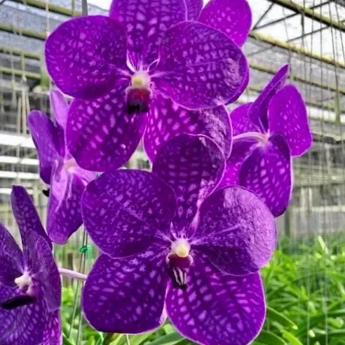 Vanda Somsri Glory - Buds 'Blue'