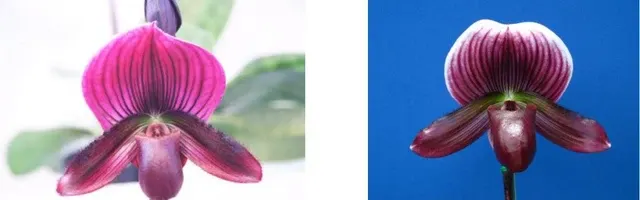 Paphiopedilum Doya Heart (Paphiopedilum)