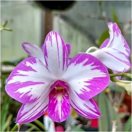 Dendrobium Enobi Splash #1 (Dendrobium)
