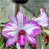 Dendrobium Enobi Splash #1