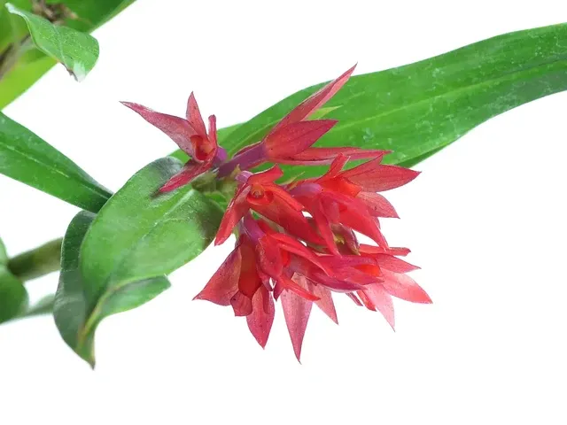Dendrobium Uzhupud Sweet Sugar (Dendrobium)