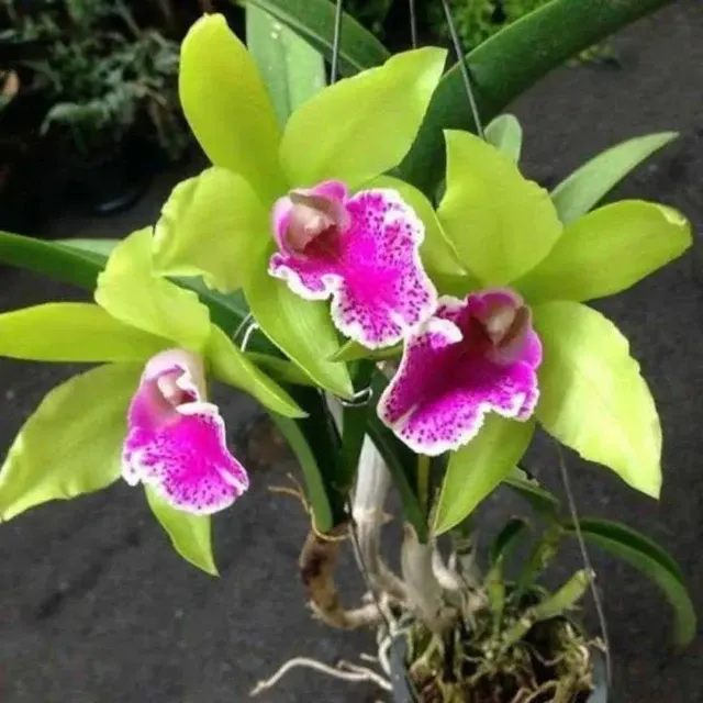 Rhyncholaelia Dude #2