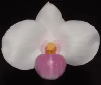 Paphiopedilum delenatii ‘vinicolor’ x delenatii semi album