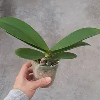 Phalaenopsis Moonlight Pearl 2.5"
