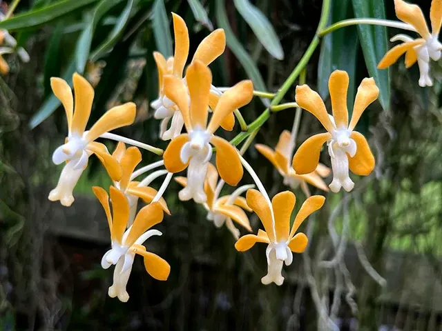 Vanda falcata x denisoniana (Vanda)