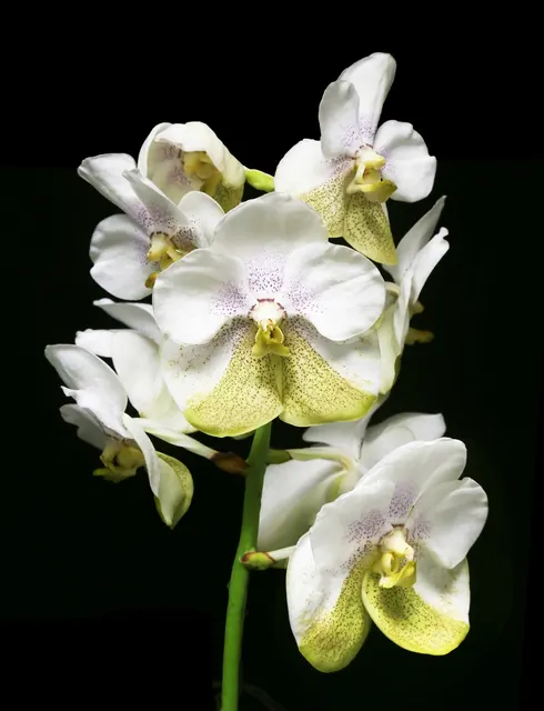 Vanda Muang Thong AM/AOS 'Barbara' (Vanda)