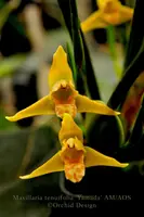 Maxillaria tenuifolia Flavescens 'Yamada' AM/AOS – Yellow Coconut fragrant!