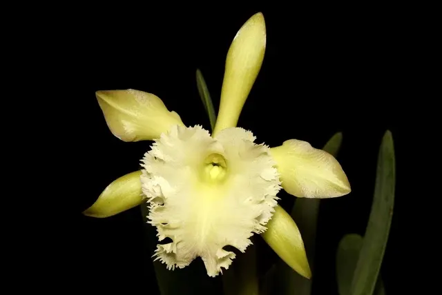 Rhyncholaelia Aristocrat (Rhyncholaelia digbyana × Rhyncholaelia glauca)