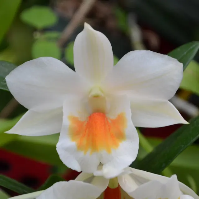 Dendrobium Roongkamol Vejvarut