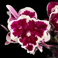 Phalaenopsis Miki Pink Panther (peloric) *big lip — Fără flori, frunza cu defecte - ghiveci 2.5 inch
