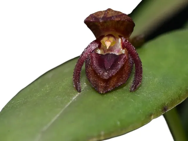 Pleurothallis giraffa (Pleurothallis)