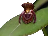 Pleurothallis giraffa
