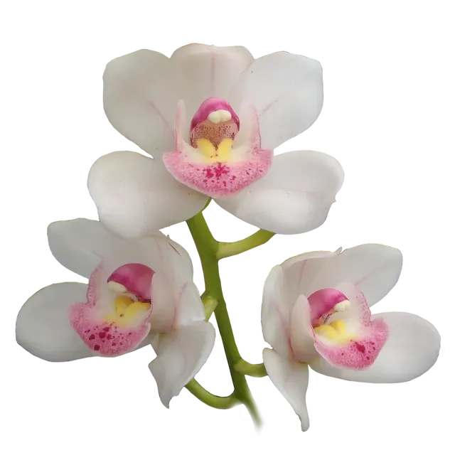 Cymbidium My Sweet