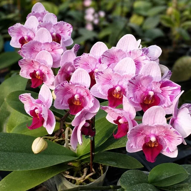 Phalaenopsis 'Miki Splash Butterfly' (Phalaenopsis)