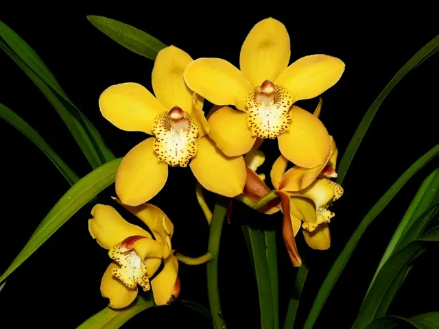 Cymbidium Via Ambarino X Cym. Kx593 Tracey Winner (Cymbidium)