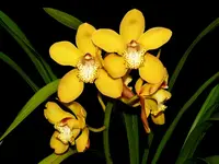 Cymbidium Via Ambarino x Cym. Kx593 Tracey Winner