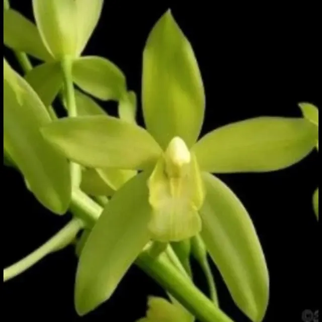 Grammatophyllum scriptum var citrinum (Grammatophyllum)
