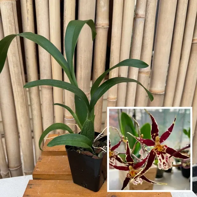 Brassidium Golden Gamine -Not Blooming 'White Knight' (Brassidium)
