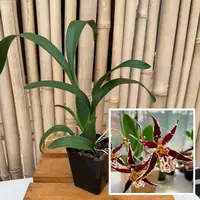 Brassidium Golden Gamine 'White Knight' (4" Pot) -Not Blooming